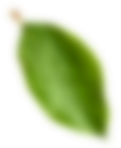 Amandina Bumi Nusantara