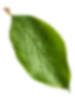 Amandina Bumi Nusantara