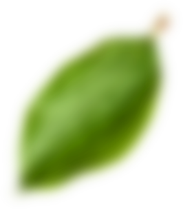 Amandina Bumi Nusantara