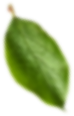 Amandina Bumi Nusantara