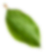 Amandina Bumi Nusantara